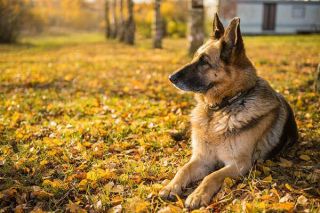 Altdeutscher Schäferhund Natur