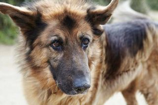 Altdeutscher Schäferhund Portrait