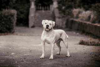 American Bulldog Portrait American Bulldog Portrait