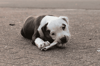 American Bulldog Welpe American Bulldog Welpe