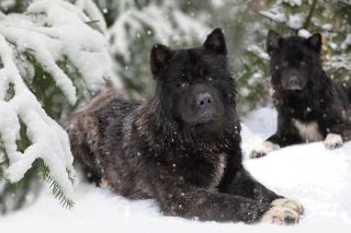 American Akita Gruppe