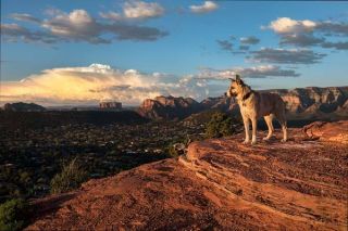 American Akita Natur