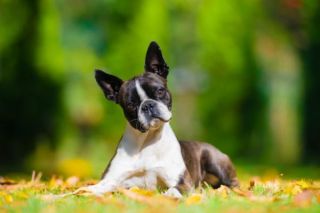 Boston Terrier Natur