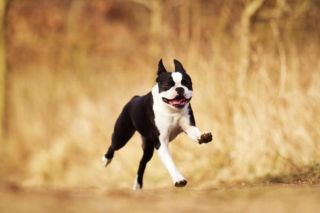 Boston Terrier Action