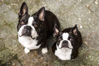 Boston Terrier Gruppe