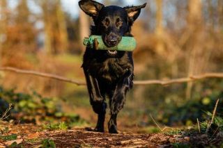 Flat Coated Retriever Action