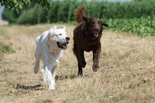 Flat Coated Retriever Gruppe