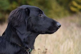 Flat Coated Retriever Portrait