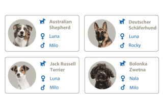 Die beliebtesten Hundenamen nach Rassen