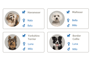 Die beliebtesten Hundenamen nach Rassen