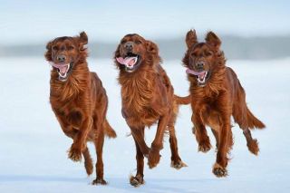 Irish Red Setter Gruppe