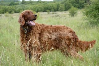 Irish Red Setter Natur