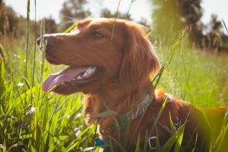 Irish Red Setter Portrait