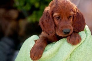 Irish Red Setter Welpe