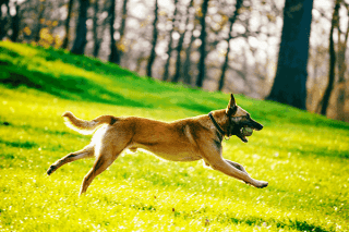 Malinois Action
