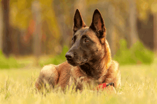 Malinois Natur