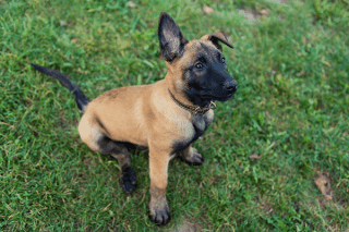 Malinois Welpe