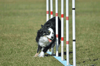 Miniatur Australian Shepherd Action
