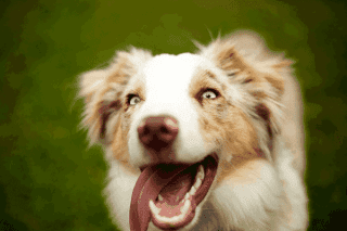 Miniatur Australian Shepherd Portrait