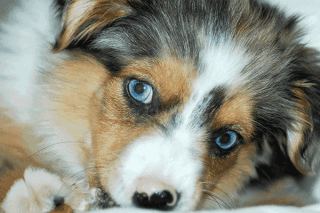 Miniatur Australian Shepherd Welpe