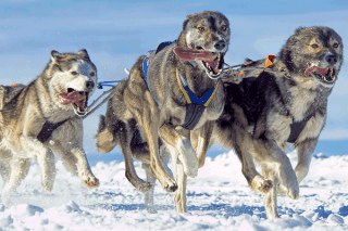 Siberian Husky Action