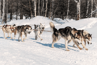 Siberian Husky Gruppe