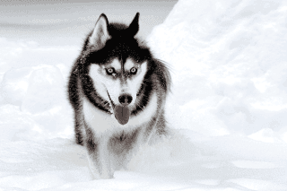 Siberian Husky Natur