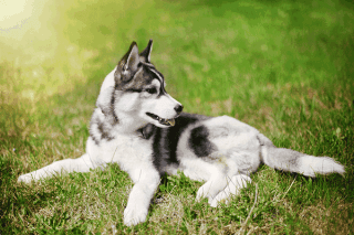 Siberian Husky Portrait