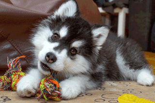 Siberian Husky Welpe