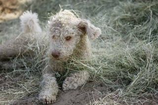 Spanischer Wasserhund Action