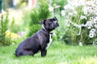 Staffordshire Bullterrier Portrait
