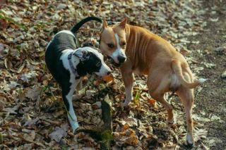 Staffordshire Bullterrier Gruppe