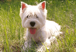 West Highland White Terrier Portrait