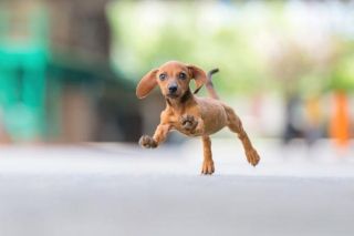 Actionaufnahme Zwergdackel