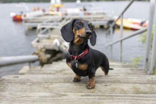 Zwergdackel Portrait