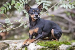 Zwergpinscher Natur