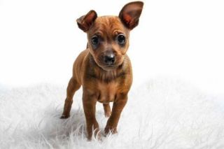 Zwergpinscher Welpe