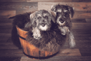 Zwergschnauzer Gruppe