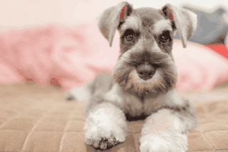 Zwergschnauzer Portrait