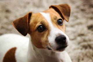 Jack Russell Terrier in Nahaufnahme