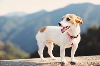 Jack Russell Terrier stehend