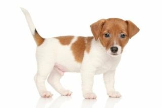 Jack Russell Terrier Welpe Jack Russell Terrier Welpe