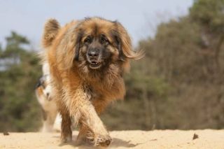 Leonberger Natur