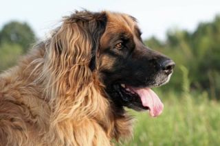 Leonberger Portrait
