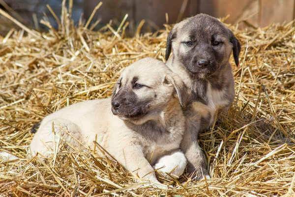 Kangal Gruppe