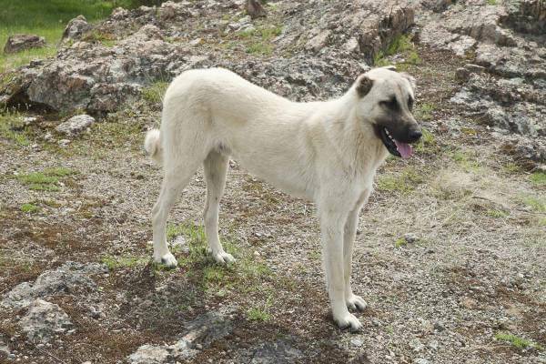 Kangal Natur