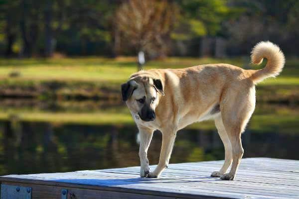 Kangal Portrait