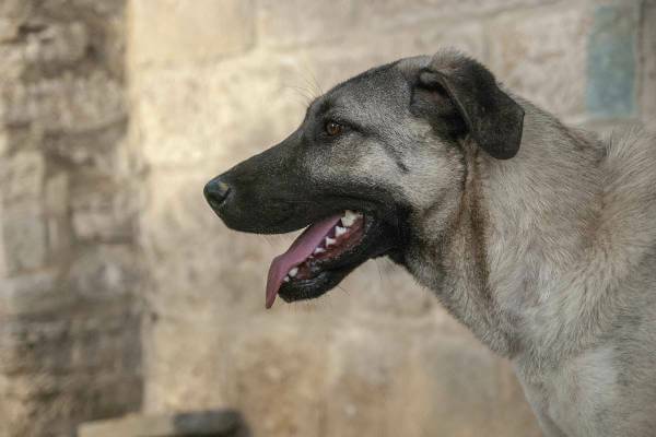 Kangal Portrait 2