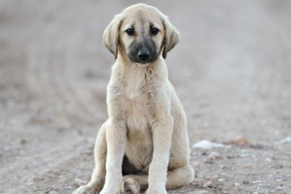 Kangal Welpe