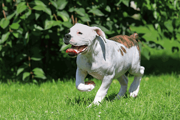 American Bulldog Action